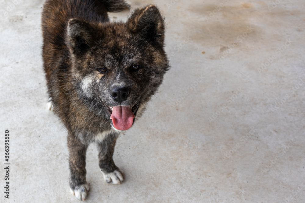 Naklejka premium Młody czarno-biały pręgowany pies Akita 5543