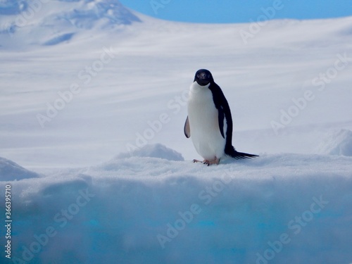 Adelie penguin