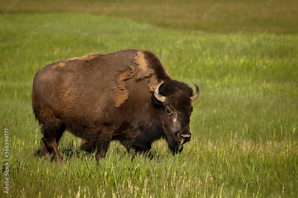Bison staring at you along Antelope Flats in Grand Teton National Park