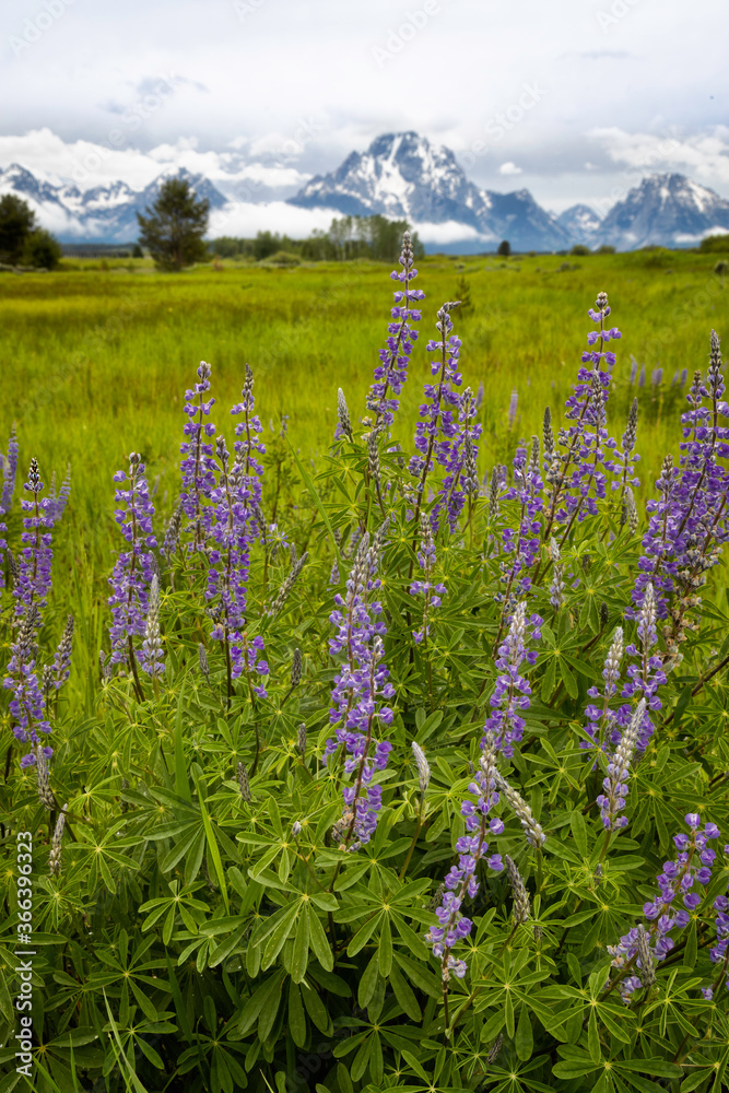 Wildflowers growing in Grand Teton National Park in the Summer