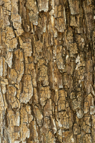Fototapeta Naklejka Na Ścianę i Meble -  Tree bark texture
