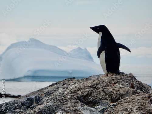 Adelie penguin with glacier 
