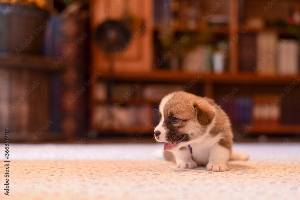 生後一か月のコーギーの赤ちゃん Stock Photo Adobe Stock