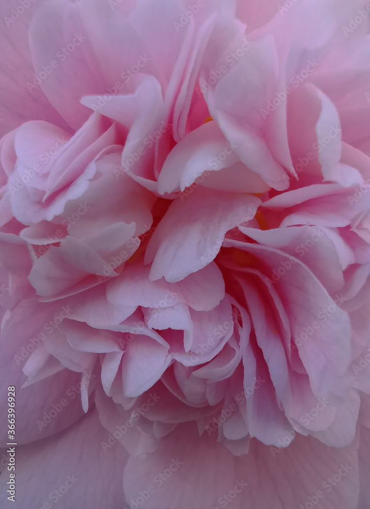 Pink petals Pink petals