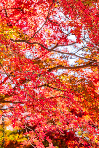 【秋イメージ】鮮やかな紅葉