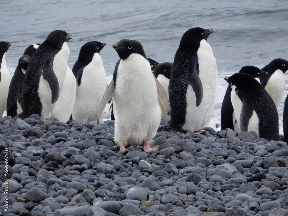 Obraz premium Penguins in Antarctica 
