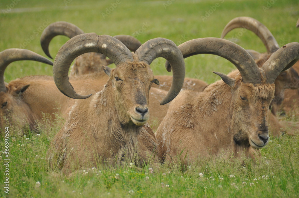 Obraz premium wild goat on the meadow