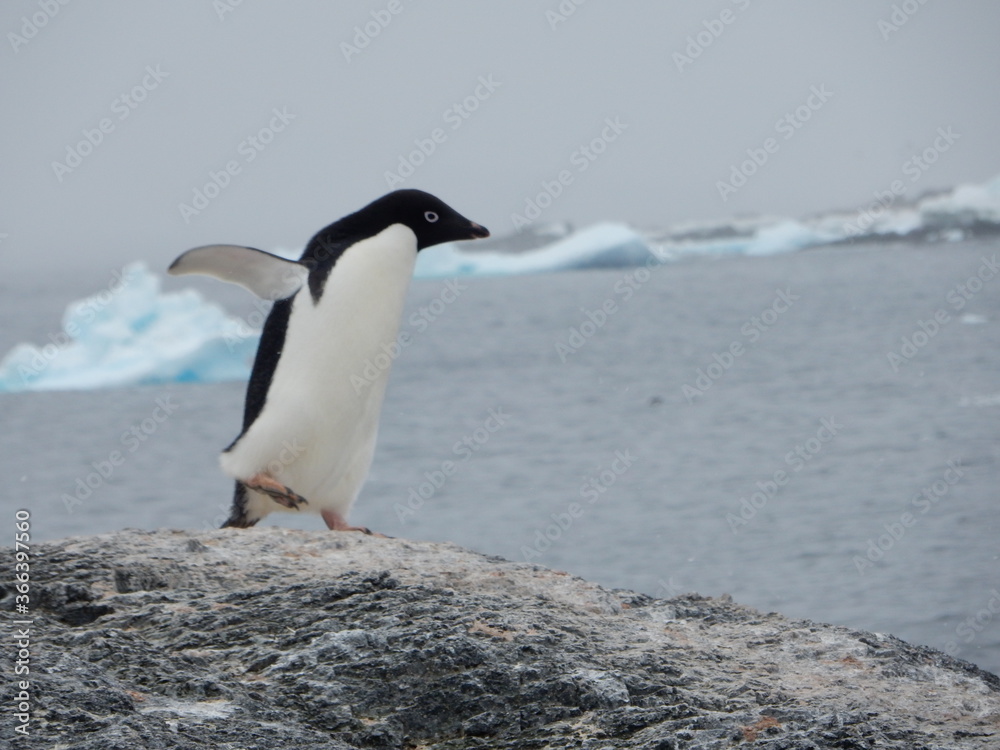 Obraz premium penguin on the rocks