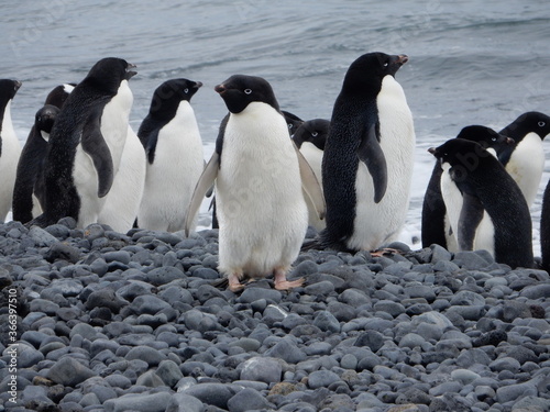 Penguins in Antarctica 