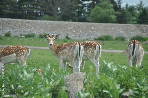 deer in the field