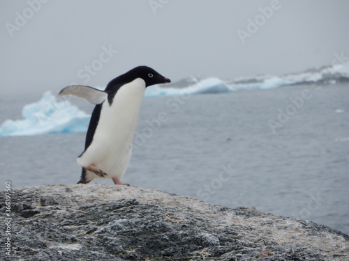 penguin on the rocks