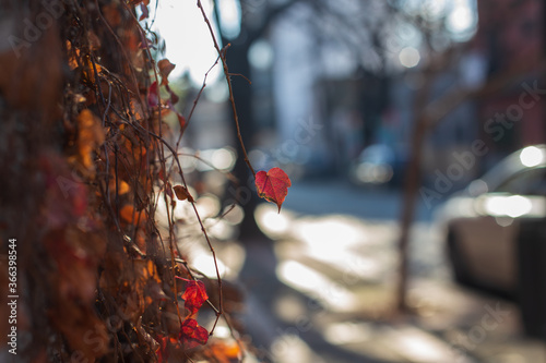 A fragment of the wall of a city house covered with red ivy on a bright Sunny autumn day