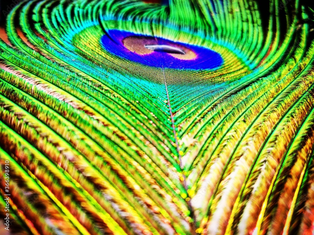 Fototapeta premium peacock feather closeup
