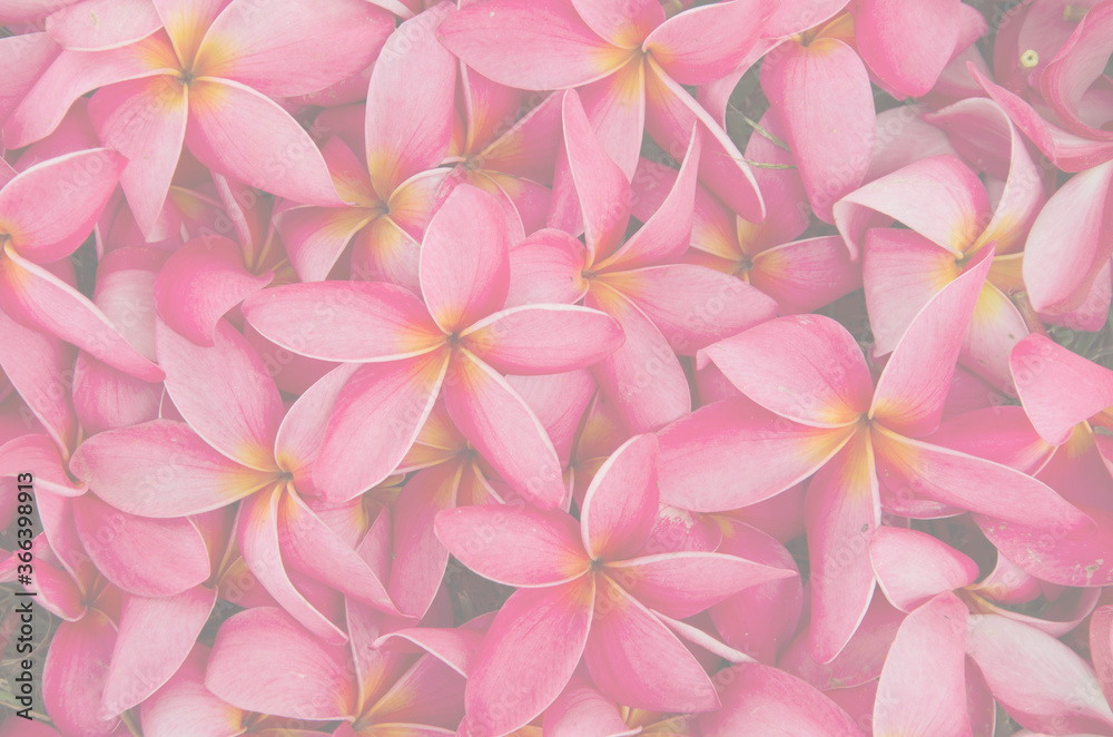 Beautiful red plumeria flower texture fade out