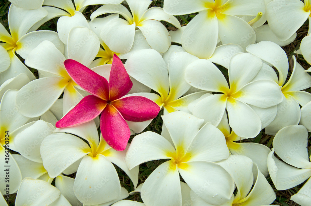 Outstanding red in the middle of white colors of plumeria flowers