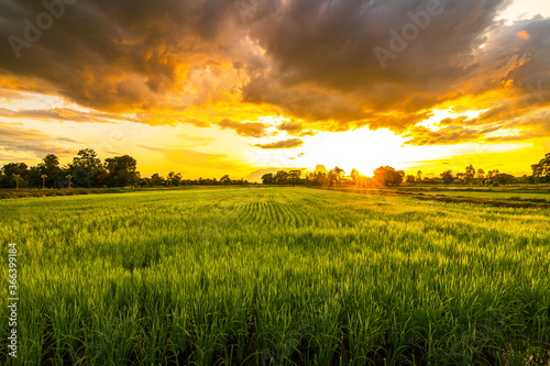 Fototapeta Naklejka Na Ścianę i Meble -  Green field and sunset with beautiful sky sunset. Landscape rice farm backgroung.