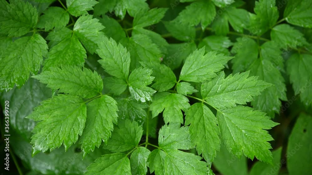 Close-up of bright green wet Baneberry leaves moving in a light wind. Raindrops can be seen striking the leaves.
Close-up of bright green wet Baneberry leaves moving in a light wind. Raindrops can be seen striking the leaves.