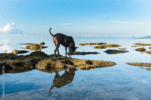 A dog in a red collar stands on the rocks in the sea against the background of blue sky and clouds on a sunny morning. Reflections of the dog and the sky in the water. © mizuno555