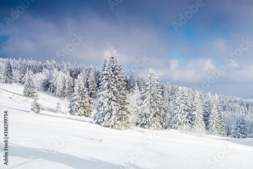 Winter cedar forest landscape in Germany, skiing, trees covered with white snow © Wheat field