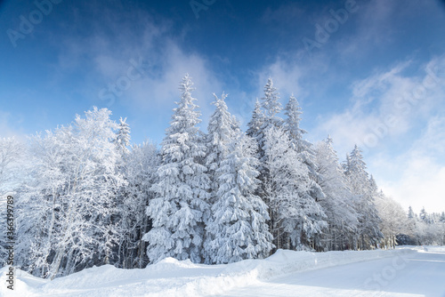 Low-angle of trees covered in snow. Hard rime on pines in Black Forest, Germany