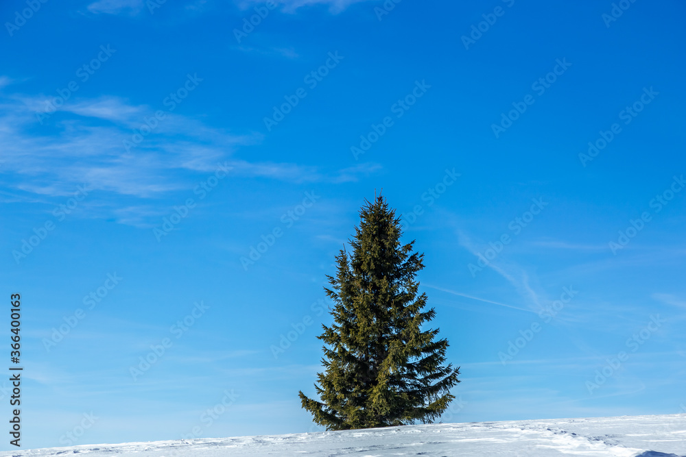 Pine tree on the snow, cedar, blue sky background, winter landscape in mountain Pine tree on the snow, cedar, blue sky background, winter landscape in mountain
