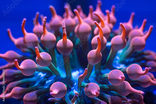 Tableau sur toile Rainbow Bubble tip anemone in reef tank