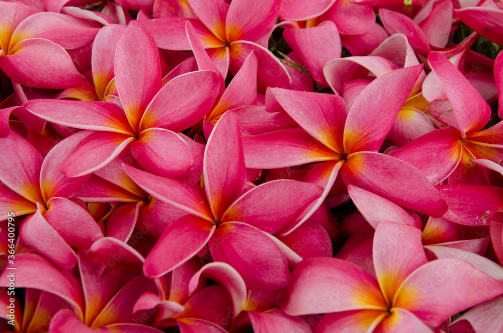 Top view of beautiful red petals of plumeria flowers