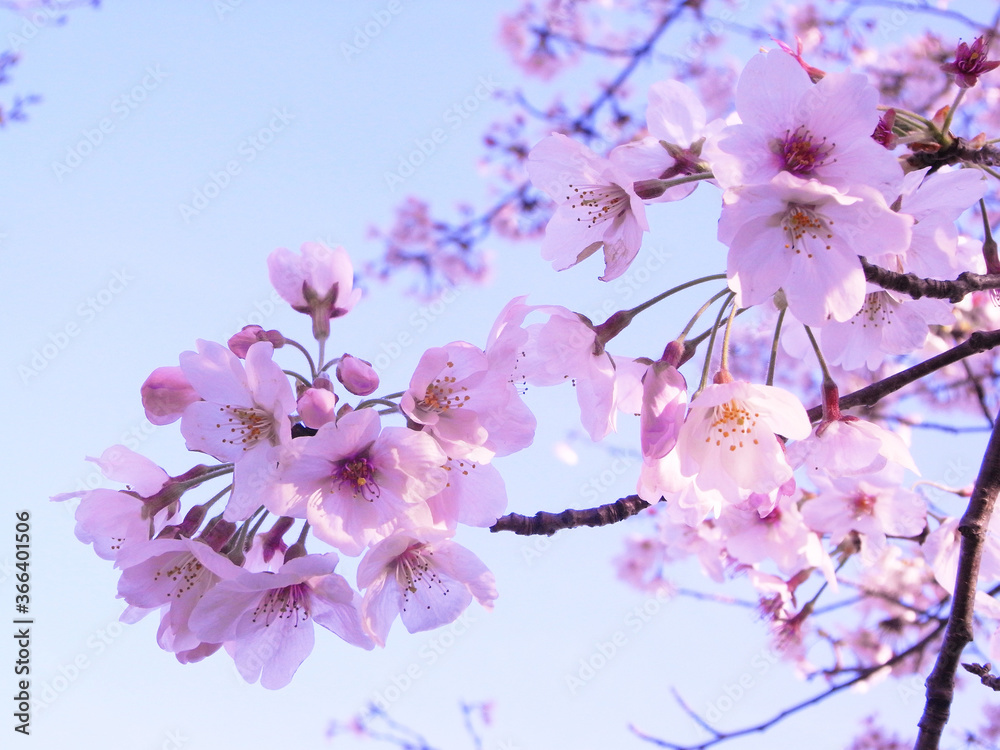 Blue sky and cherry blossoms japan sakura