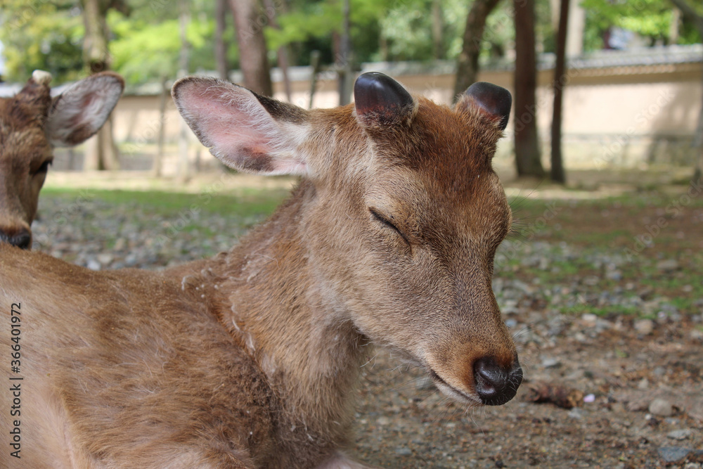 Napping deers in Nara Park at Nara, Japan Napping deers in Nara Park at Nara, Japan