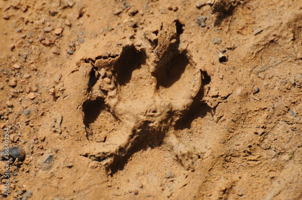Obraz premium Trail in the woods in beautiful spring landscape. 