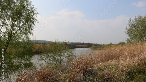 river in the forest