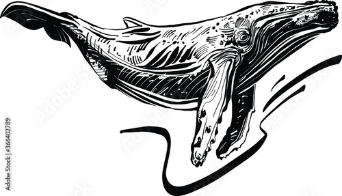 hand has drawn vector illustration of a whale