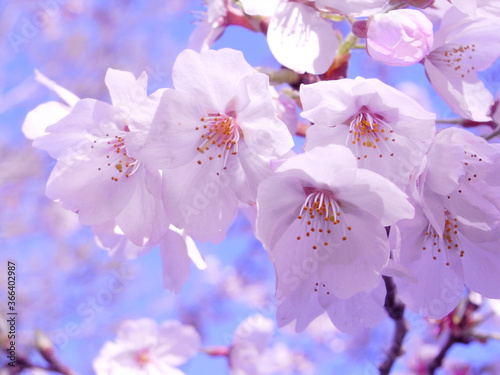 Blue sky and cherry blossoms japan sakura