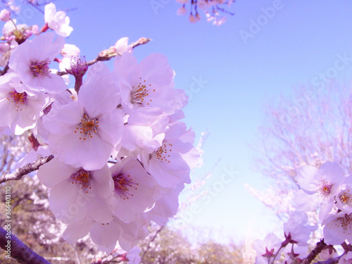 Blue sky and cherry blossoms japan sakura