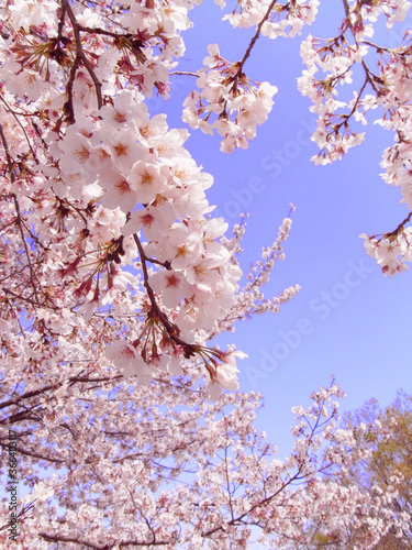 Blue sky and cherry blossoms japan sakura