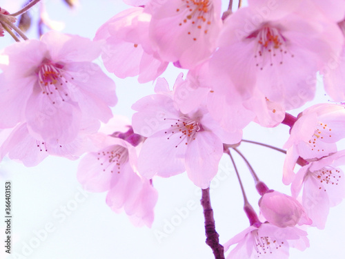 Blue sky and cherry blossoms japan sakura