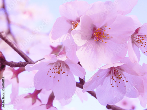 Blue sky and cherry blossoms japan sakura