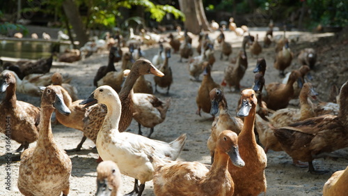 Ducks walk for food in natural groups.  © Apicha