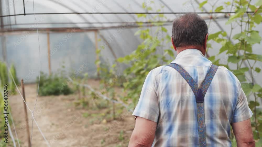 Caucasian farmer walks in the greenhouse checking growth of vegetables and grapes. Hothouse. Conservatory. Agronomy. Farm business. Caucasian farmer walks in the greenhouse checking growth of vegetables and grapes. Hothouse. Conservatory. Agronomy. Farm business.
