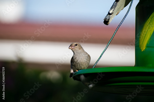 Little brown and olive colored Barbados bullfinch or loxigilla barbadensis eating with seed between beak and sitting on a green bird feeder outdoors. photo