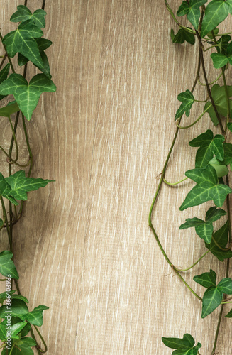 Plant and wood grain background material. Ivy frame material. 植物と木目の背景素材。アイビーのフレーム素材