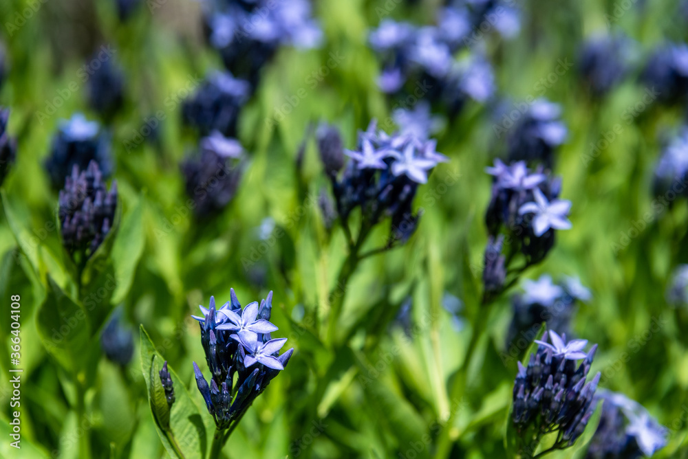 Closeup of blue star flowers blooming with among green foliage
