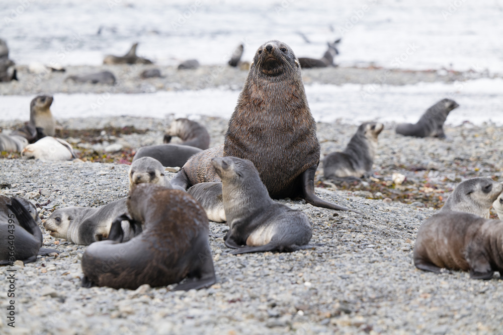 Fototapeta premium fur seals, Stromness, South Georgia, old whaling station