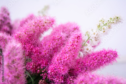 Pink Spirea flowers on bush. Spiraea flowers decorative gardening management