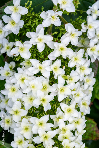 Large white cluster of tiny flower blooms on an Oakleaf Hydrangea growing in a garden 