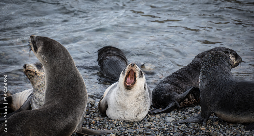 Fototapeta premium fur seals, Stromness, South Georgia, old whaling station
