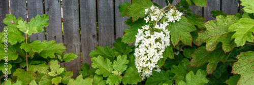 Large white cluster of tiny flower blooms on an Oakleaf Hydrangea growing against a wooden fence
 photo