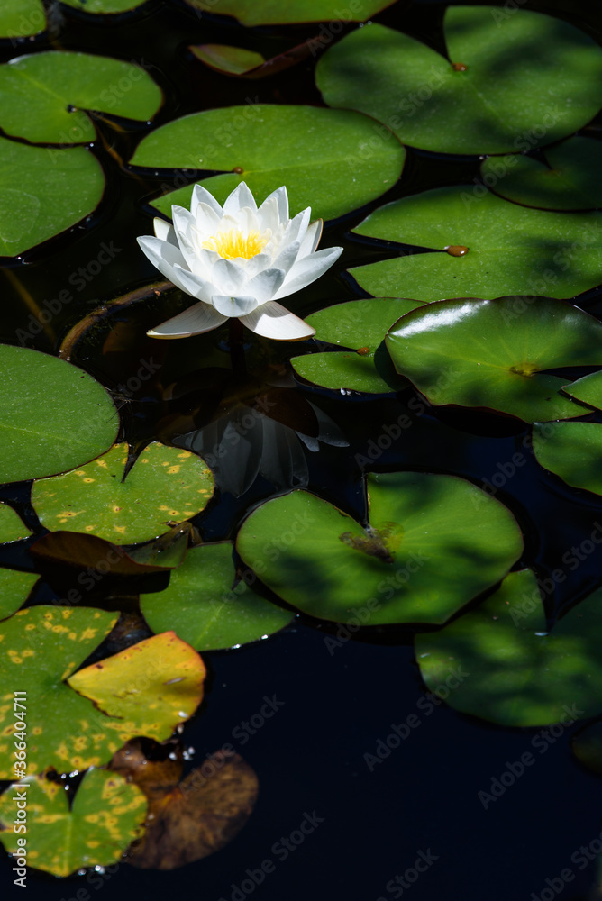 Bright white water lily blooming in a pond on a sunny day
Bright white water lily blooming in a pond on a sunny day