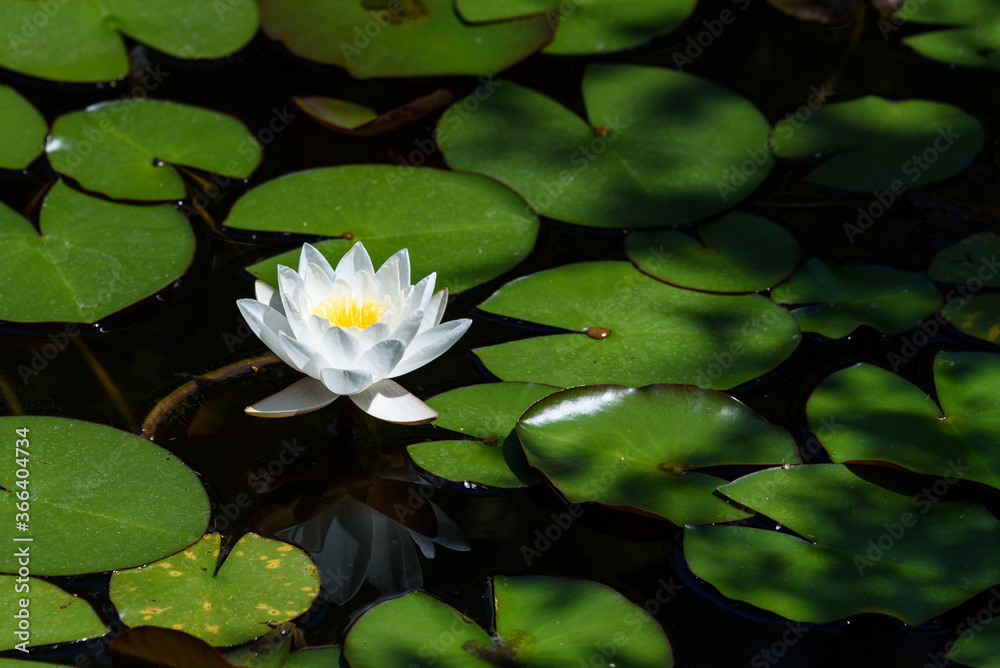 Bright white water lily blooming in a pond on a sunny day
Bright white water lily blooming in a pond on a sunny day