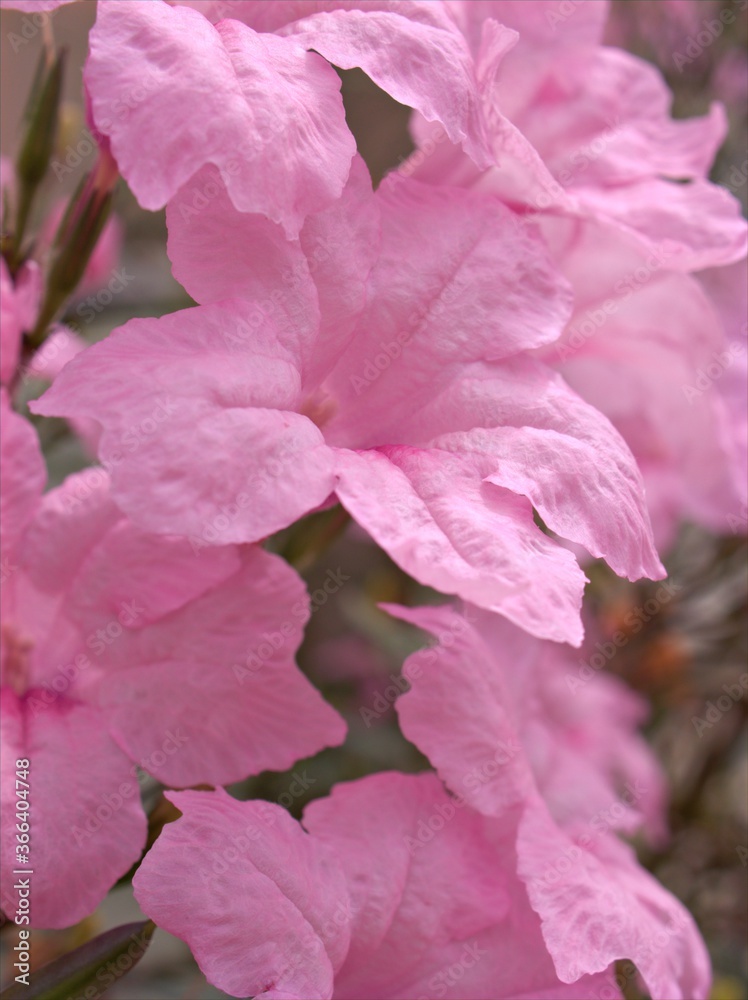 Closeup pink petals of Ruellia tuberosa ( wild petunia) flowers plants in garden, macro image , blurred background , sweet color for card design Closeup pink petals of Ruellia tuberosa ( wild petunia) flowers plants in garden, macro image , blurred background , sweet color for card design